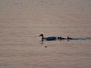 502566270 659293793751232 344646344749249400 n