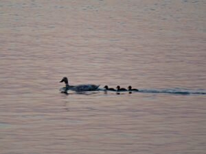 504255673 659294040417874 147956886308162528 n