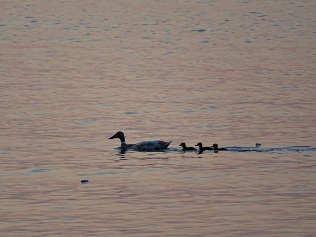 504432483 659294010417877 7703167238882428199 n