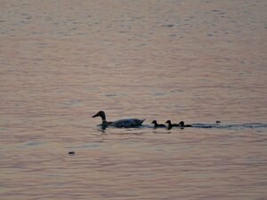 504432483 659294010417877 7703167238882428199 n